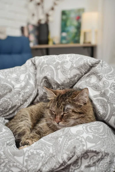 Cute Cat Sleeping Bed Bedroom Room Closeup — Photo