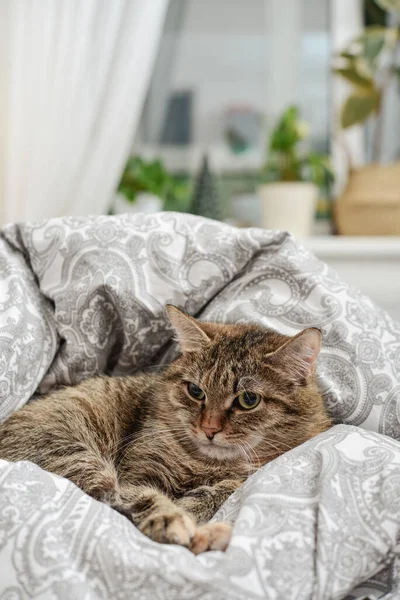 Roztomilý Kočka Ležela Pohovce Obývacím Pokoji Closeup — Stock fotografie