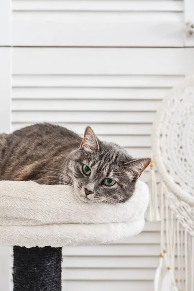 Gray Tabby Cat Relaxing Top Cat Tree Scratching Post Activity — Zdjęcie stockowe