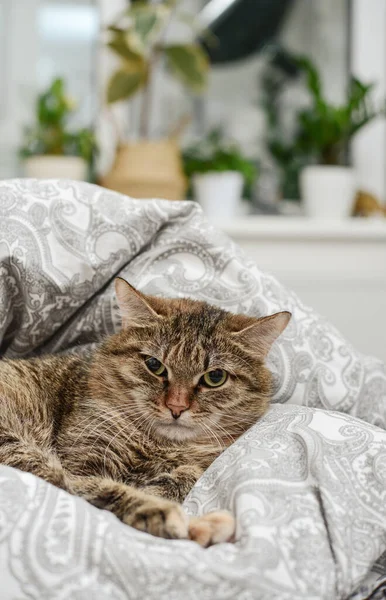 Gato Bonito Deitado Sofá Sala Estar Close — Fotografia de Stock