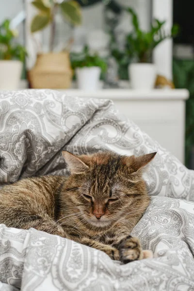 Gato Bonito Deitado Sofá Sala Estar Close — Fotografia de Stock