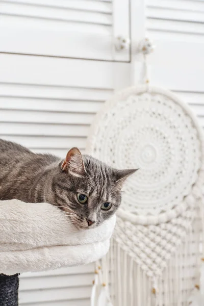 Gray Tabby Cat Relaxing Top Cat Tree Scratching Post Activity — Photo