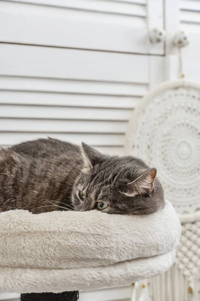 Gray Tabby Cat Relaxing Top Cat Tree Scratching Post Activity — Zdjęcie stockowe