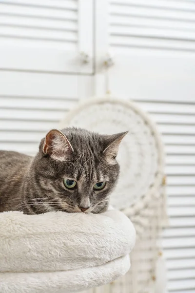 Gray Tabby Kot Relaks Szczycie Drzewa Kotów Drapanie Post Lub — Zdjęcie stockowe