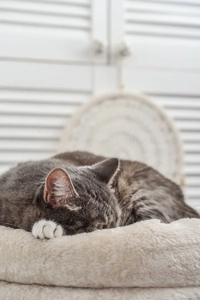 Gray Tabby Cat Relaxing Top Cat Tree Scratching Post Activity — Photo