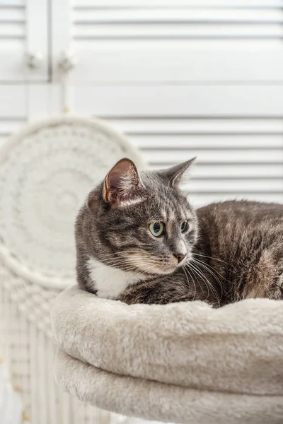 Gray Tabby Cat Relaxing Top Cat Tree Scratching Post Activity — Stock Fotó