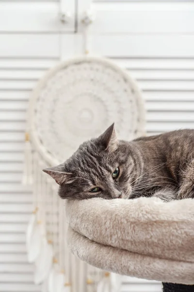 Gray Tabby Cat Relaxing Top Cat Tree Scratching Post Activity — Fotografia de Stock