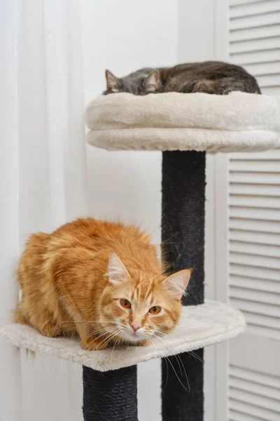 Gray and red cat on the cat tree scratching post or activity centre for cat at home.