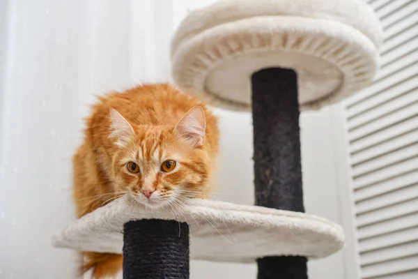 Ginger cat on the cat tree scratching post or activity centre for cat at home.