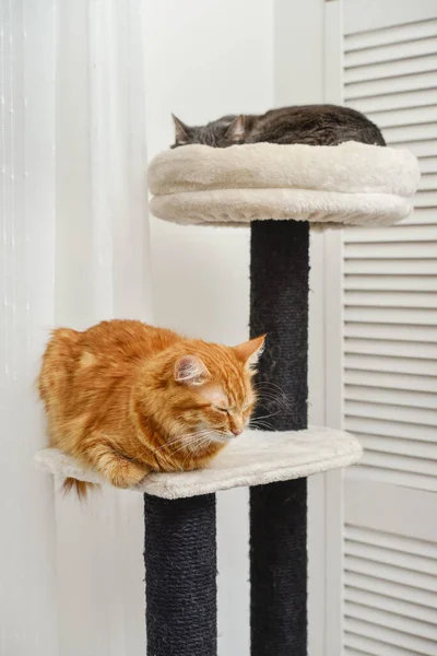 Gray and red cat on the cat tree scratching post or activity centre for cat at home.