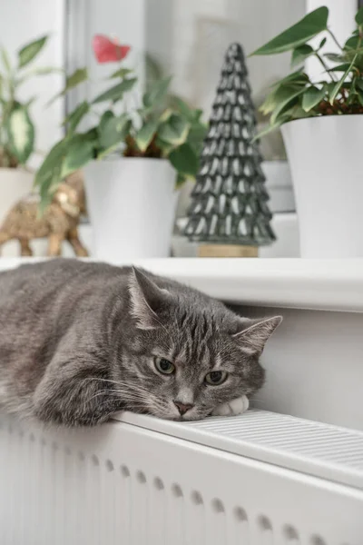 Gato Cinzento Bonito Com Olhos Verdes Relaxando Close Radiador Quente — Fotografia de Stock