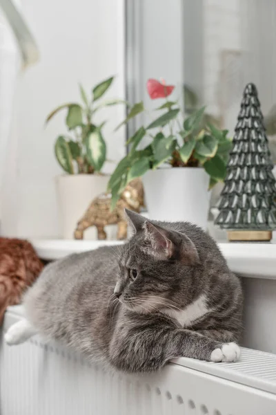 Симпатичная Серая Кошка Зелеными Глазами Расслабляется Теплой Радиаторной Решетке — стоковое фото