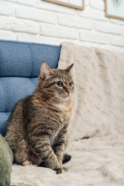 Roztomilý Kočka Sedí Pohovce Obývacím Pokoji Detailní — Stock fotografie