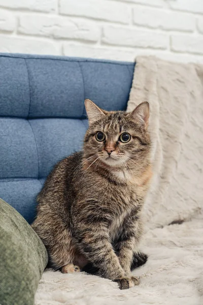 Gato Bonito Está Sentado Sofá Sala Estar Close — Fotografia de Stock