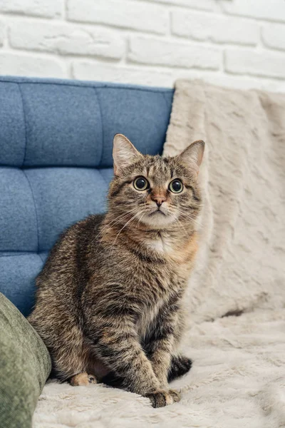 Gato Bonito Está Sentado Sofá Sala Estar Close — Fotografia de Stock