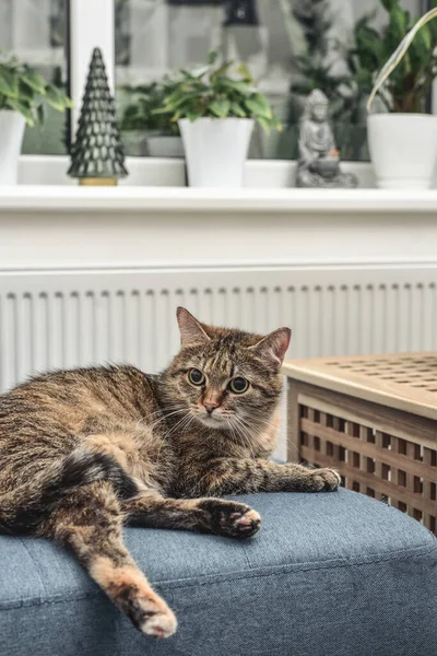 Söt Katt Liggande Soffa Vardagsrummet Närbild — Stockfoto