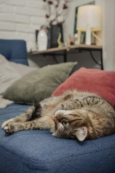 Χαριτωμένο Γάτα Ξαπλωμένη Στον Καναπέ Στο Σαλόνι Κινηματογράφηση Πρώτο Πλάνο — Φωτογραφία Αρχείου