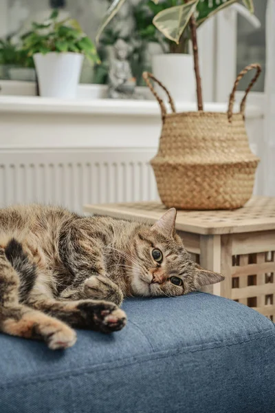 거실에에서 소파에 귀여운 고양이 — 스톡 사진