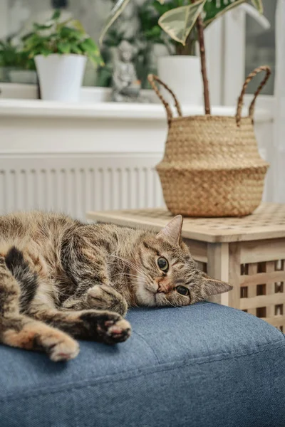 Söt Katt Liggande Soffa Vardagsrummet Närbild — Stockfoto