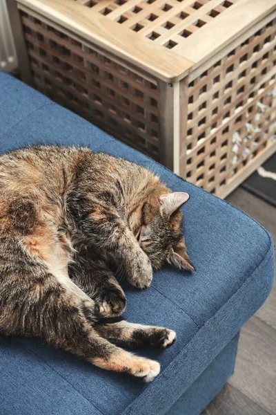 Chaton Mignon Couché Sur Canapé Dans Salon Gros Plan — Photo