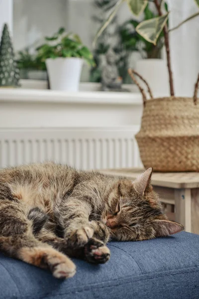 Ładny Kot Leżący Kanapie Salonie Zbliżenie — Zdjęcie stockowe