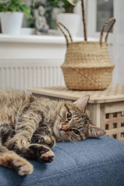 Chaton Mignon Couché Sur Canapé Dans Salon Gros Plan — Photo