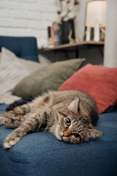 Şirin Kedi Bir Kanepe Oturma Odası Closeup Içinde Yatan — Stok fotoğraf