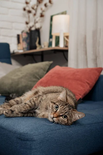 Χαριτωμένο Γάτα Ξαπλωμένη Στον Καναπέ Στο Σαλόνι Κινηματογράφηση Πρώτο Πλάνο — Φωτογραφία Αρχείου