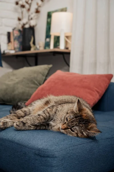 Gato Bonito Deitado Sofá Sala Estar Close — Fotografia de Stock