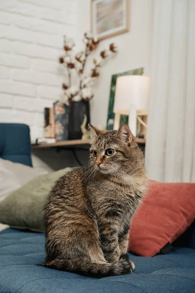 Cute Cat Sitting Sofa Living Room Closeup — стоковое фото