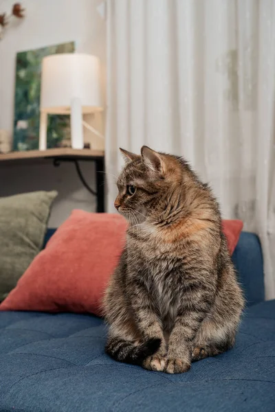 Cute Cat Sitting Sofa Living Room Closeup — Stock Photo, Image