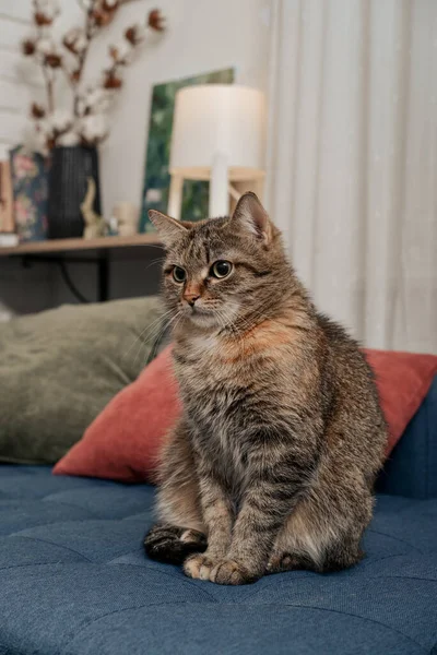 Cute Cat Sitting Sofa Living Room Closeup — Foto Stock