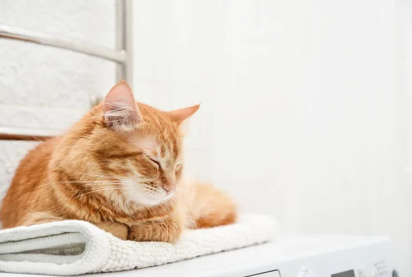 Słodkie Imbir Tabby Kot Leżący Szczycie Pralka Łazienka Zbliżenie — Zdjęcie stockowe