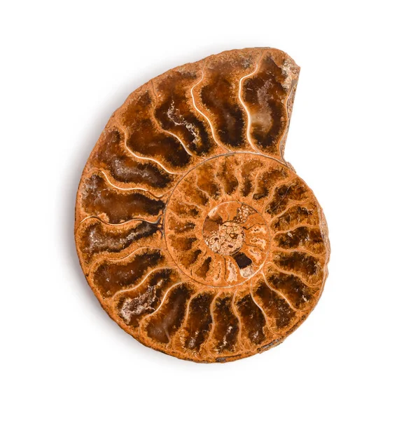 Conchiglia Fossile Ammonite Isolato Sfondo Bianco Questo Percorso Ritaglio — Foto Stock