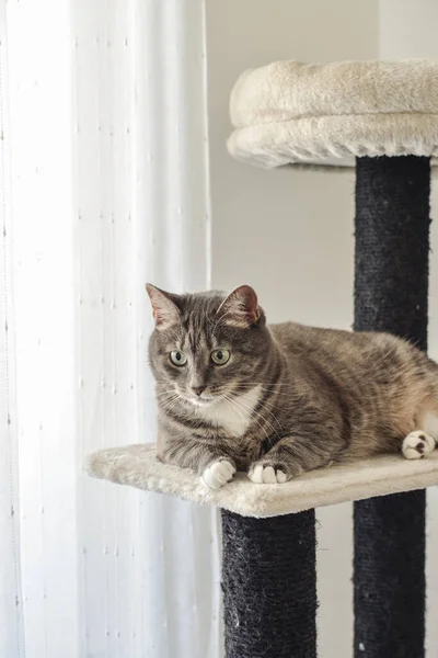 Gray Tabby Cat Relaxing Cat Tree Scratching Post Activity Centre — Stock fotografie