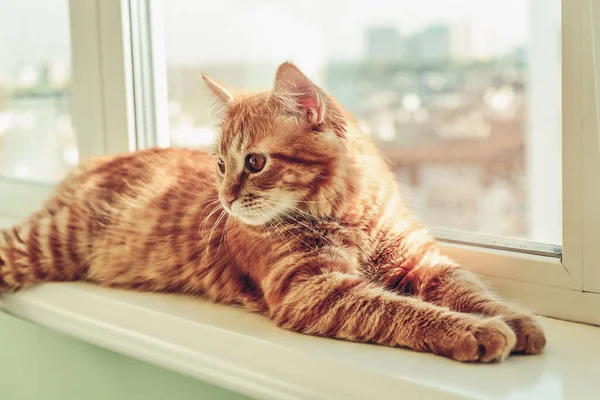 Cute Ginger Cat Sleeping Windowsill Closeup — Fotografia de Stock