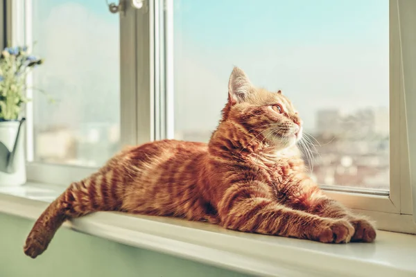 可爱的生姜猫睡在窗台上特写 — 图库照片