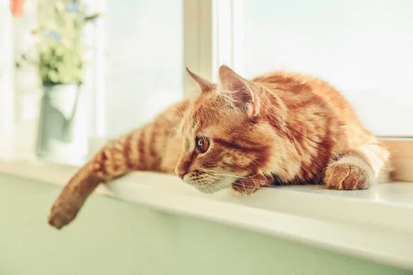 Χαριτωμένη Κοκκινομάλλα Γάτα Κοιμάται Στο Παράθυρο Closeup — Φωτογραφία Αρχείου