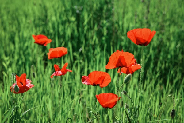 Field Blooming Poppy Flowers Summer Sunny Day Ukraine — Stock Photo, Image