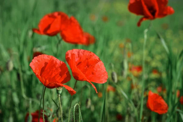 Field Blooming Poppy Flowers Summer Sunny Day Ukraine — Stock Photo, Image