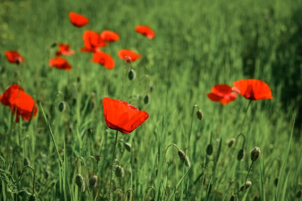 Field Blooming Poppy Flowers Summer Sunny Day Ukraine — Stock Photo, Image