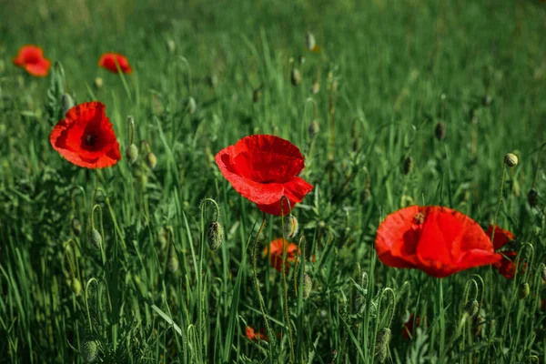 Field Blooming Poppy Flowers Summer Sunny Day Ukraine — Stock fotografie