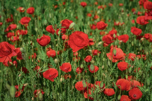 Field Blooming Poppy Flowers Summer Sunny Day Ukraine — Stock Photo, Image