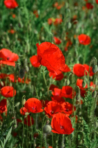 Field Blooming Poppy Flowers Summer Sunny Day Ukraine — Stock Photo, Image