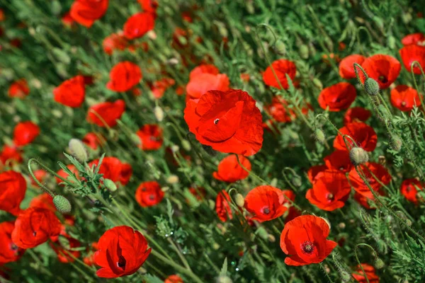 Field Blooming Poppy Flowers Summer Sunny Day Ukraine — Stock Photo, Image