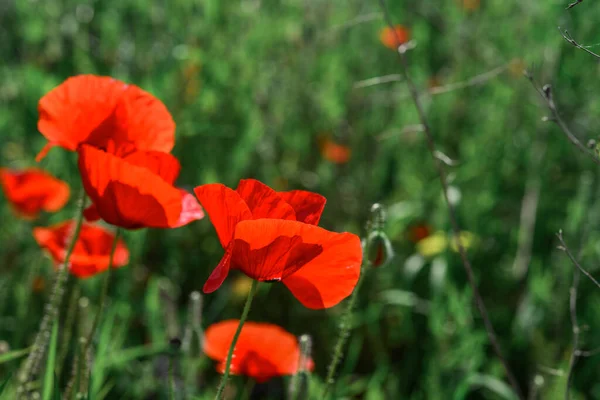 Field Blooming Poppy Flowers Summer Sunny Day Ukraine — Stock fotografie