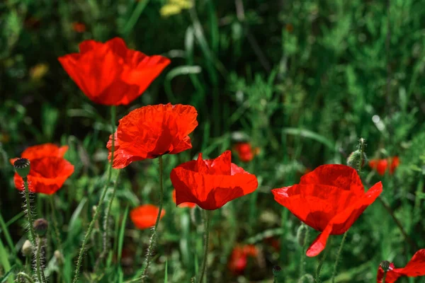 Field Blooming Poppy Flowers Summer Sunny Day Ukraine — Foto Stock