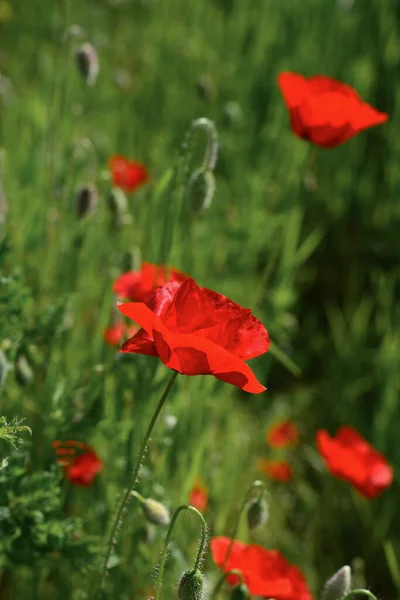 Field Blooming Poppy Flowers Summer Sunny Day Ukraine — Foto Stock