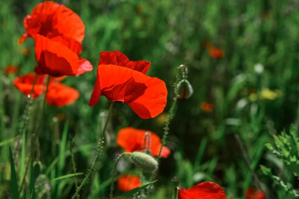 Field Blooming Poppy Flowers Summer Sunny Day Ukraine Стоковая Картинка