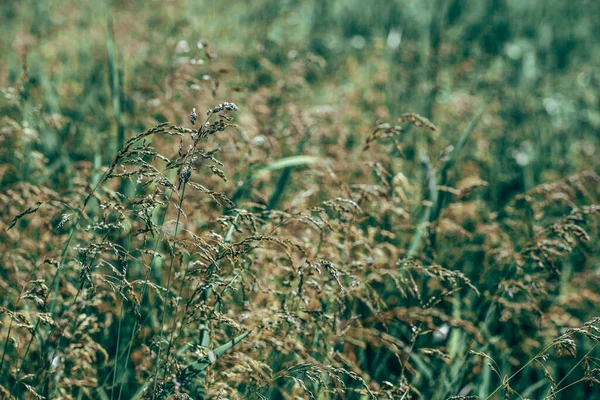 長い草の牧草地をクローズ アップ 自然の詳細 — ストック写真
